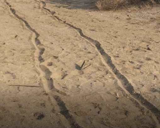 Tracks found at the Durrr Burger Site